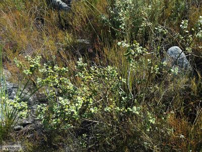 Podalyria orbicularis, photographed by Chris Vynbos