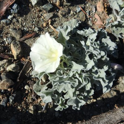 Convolvulus collinus, photographed by Daniel Levitis