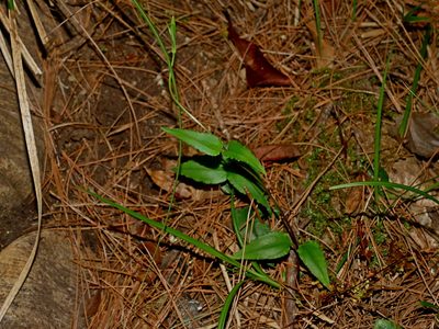 Tripterospermum lanceolatum, photographed by Jacy Chen