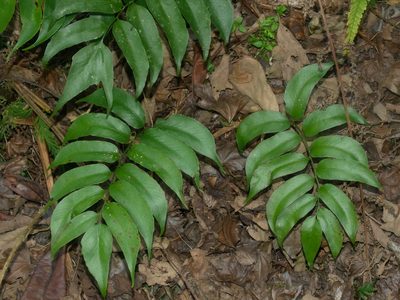 Cyrtomium taiwanianum, photographed by Jacy Chen