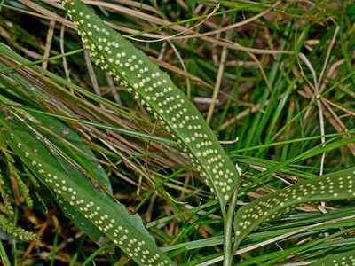 Cyrtomium taiwanianum, photographed by Jacy Chen