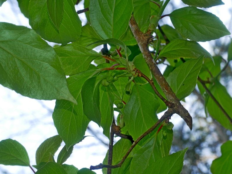 Schisandra arisanensis, photographed by Jacy Chen