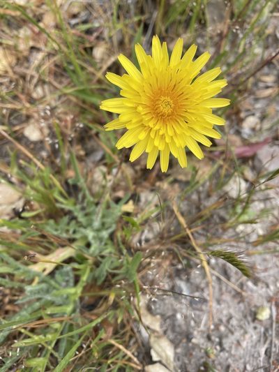 Agoseris hirsuta, photographed by Irene