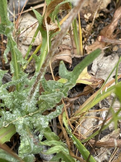 Agoseris hirsuta, photographed by Irene