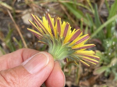 Agoseris hirsuta, photographed by Irene