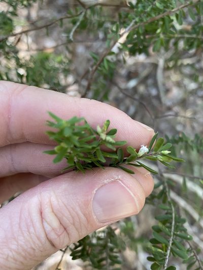 Styphelia margarodes, photographed by Greg Tasney