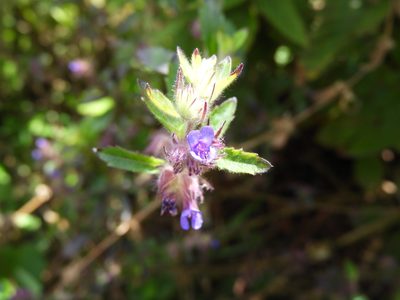Marsypianthes chamaedrys, photographed by Leticia Jiménez Hernández