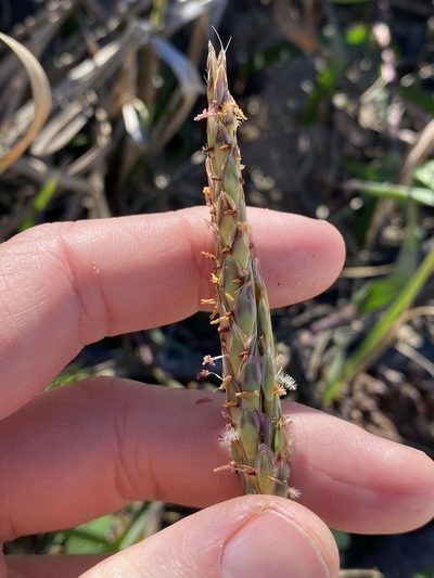 Ischaemum triticeum, photographed by Greg Tasney