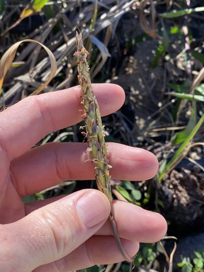 Ischaemum triticeum, photographed by Greg Tasney