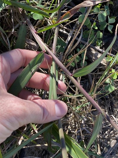 Ischaemum triticeum, photographed by Greg Tasney