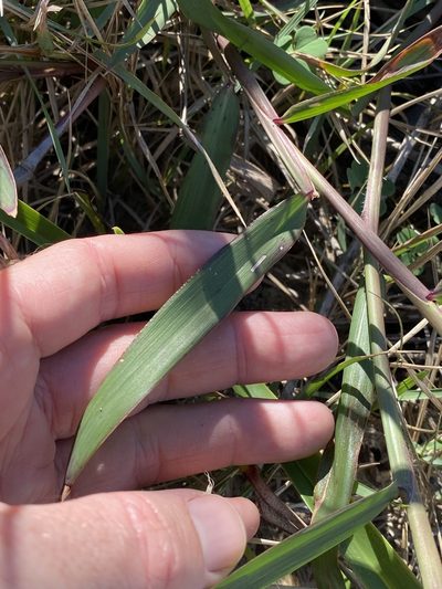 Ischaemum triticeum, photographed by Greg Tasney