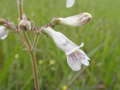 Penstemon pallidus, photographed by Thomas Koffel