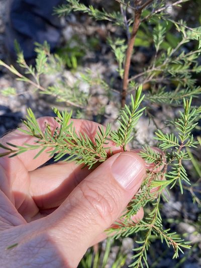 Homoranthus virgatus, photographed by Greg Tasney