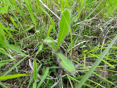 Hieracium longipilum, photographed by Thomas Koffel