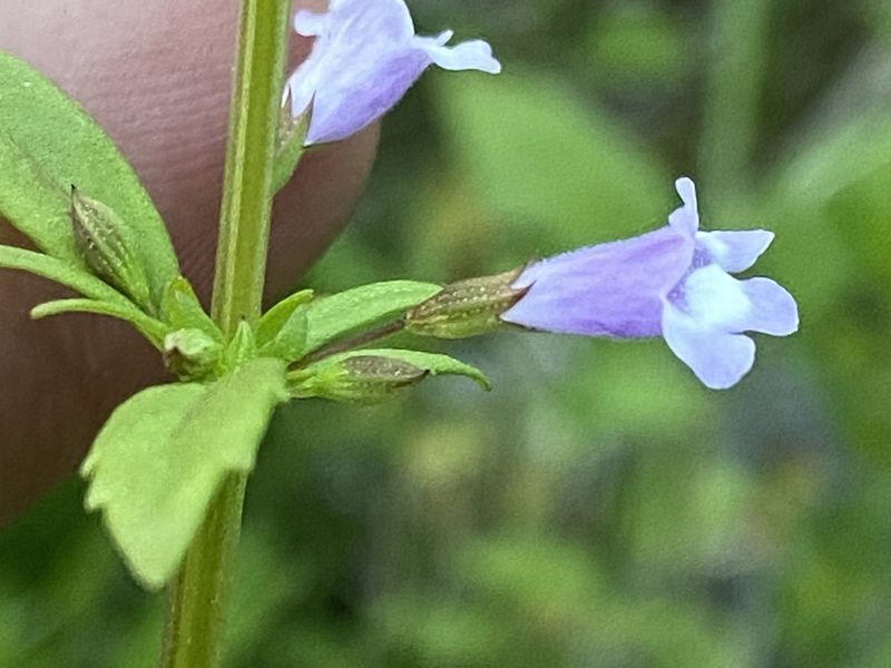 Clinopodium glabellum, photographed by Brian Finzel