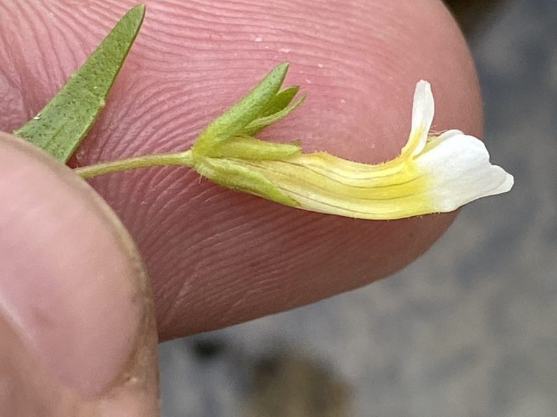 Gratiola quartermaniae, photographed by Brian Finzel