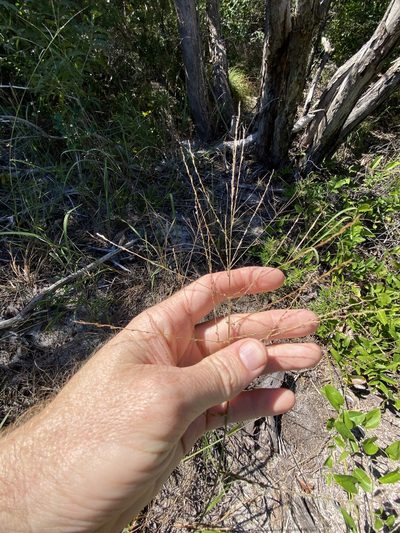 Digitaria parviflora, photographed by Greg Tasney