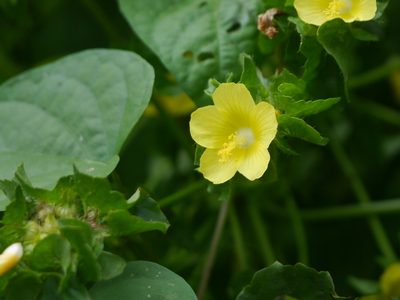Malachra capitata, photographed by Dinesh Valke