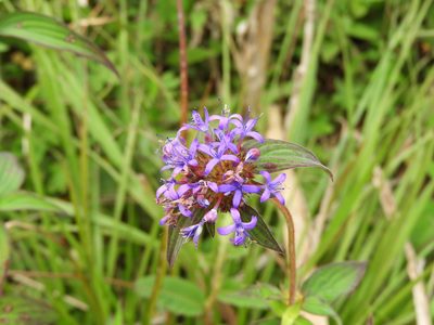 Crusea hispida, photographed by Leticia Jiménez Hernández