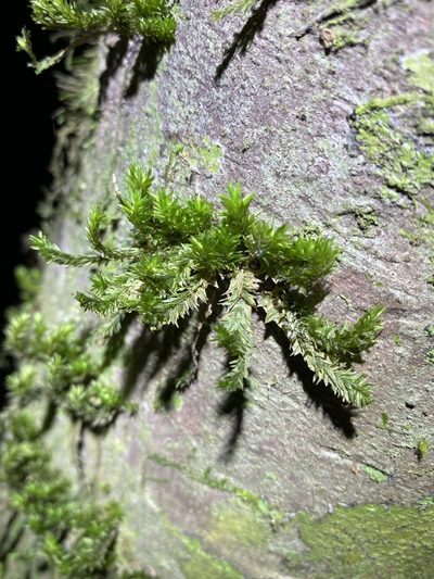 Garovaglia elegans, photographed by Greg Tasney