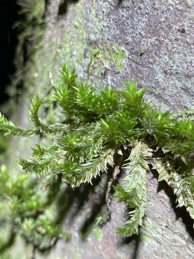 Garovaglia elegans, photographed by Greg Tasney