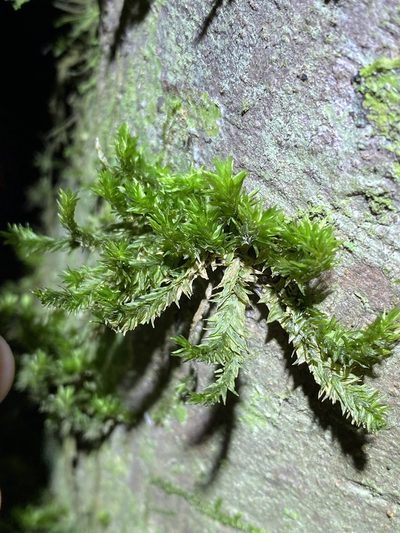 Garovaglia elegans, photographed by Greg Tasney
