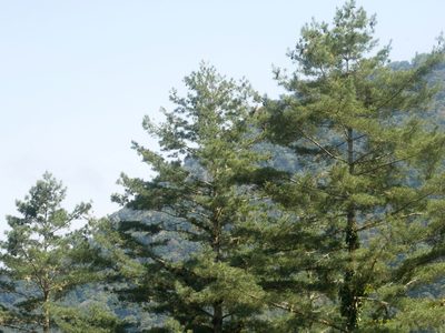 Pinus morrisonicola, photographed by Jacy Chen