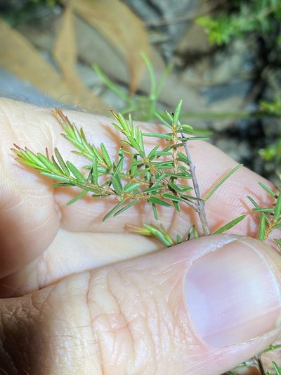 Pseudanthus orientalis, photographed by Greg Tasney