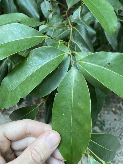 Cryptocarya glaucescens, photographed by Greg Tasney