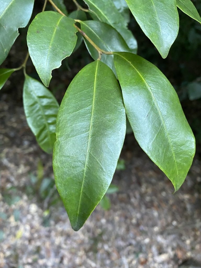 Syzygium johnsonii, photographed by Greg Tasney