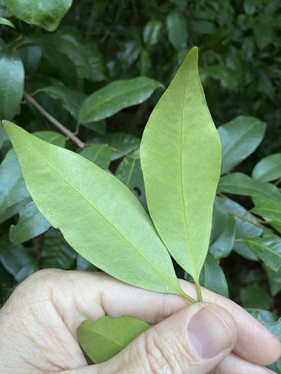 Syzygium johnsonii, photographed by Greg Tasney