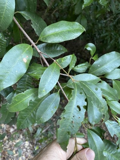 Syzygium johnsonii, photographed by Greg Tasney