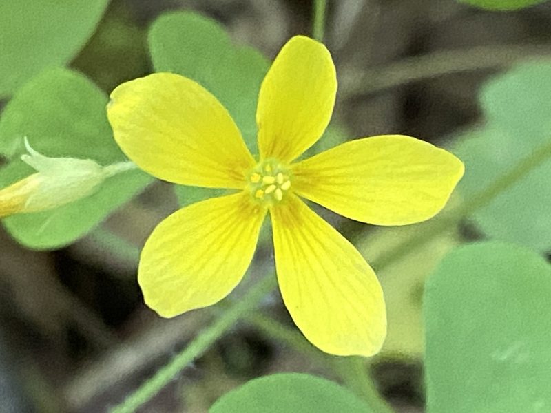 Oxalis illinoensis, photographed by Brian Finzel