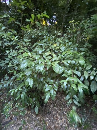 Syzygium johnsonii, photographed by Greg Tasney