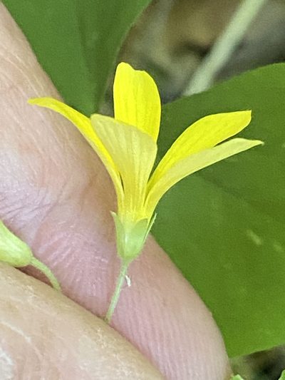 Oxalis illinoensis, photographed by Brian Finzel