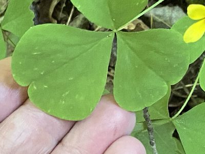 Oxalis illinoensis, photographed by Brian Finzel