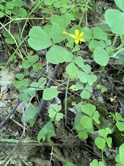 Oxalis illinoensis, photographed by Brian Finzel