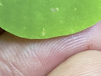 Oxalis illinoensis, photographed by Brian Finzel