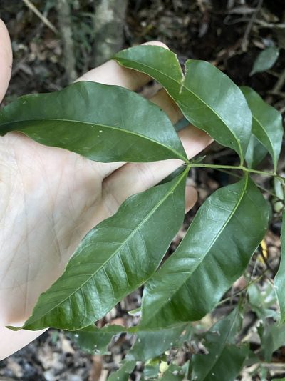 Guioa acutifolia, photographed by Greg Tasney