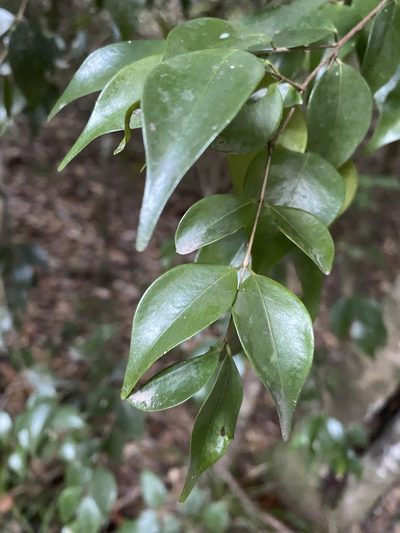 Syzygium luehmannii, photographed by Greg Tasney