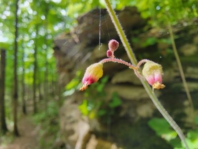 Heuchera longiflora, photographed by Elias