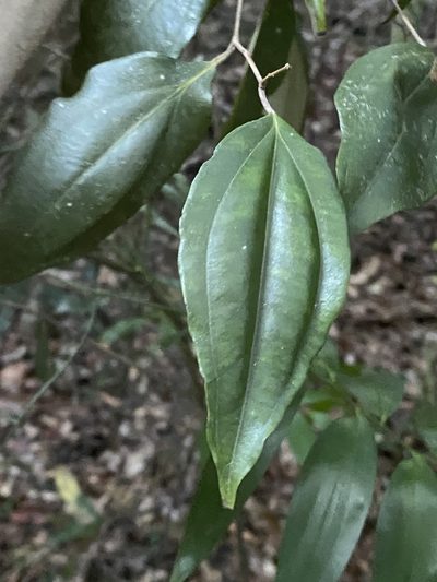Rhodamnia acuminata, photographed by Greg Tasney