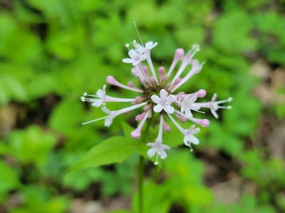 Valeriana pauciflora, photographed by Elias