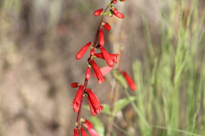 Penstemon eatonii, photographed by Hunter Hickok