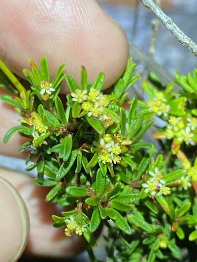 Pseudanthus orientalis, photographed by Greg Tasney