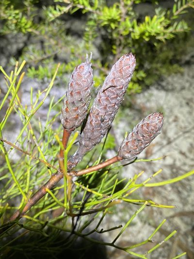 Petrophile shirleyae, photographed by Greg Tasney