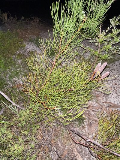 Petrophile shirleyae, photographed by Greg Tasney