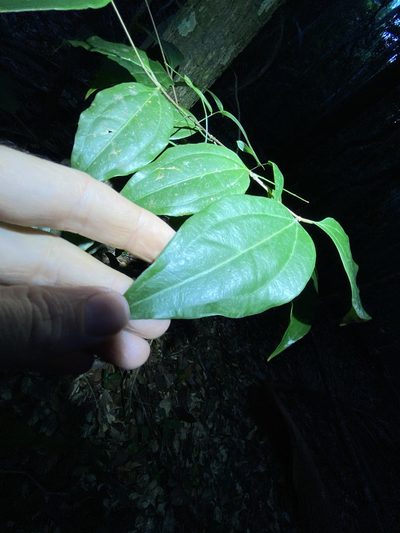 Rhodamnia acuminata, photographed by Greg Tasney