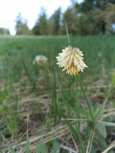 Trifolium eriocephalum, photographed by Antoine Guiguet