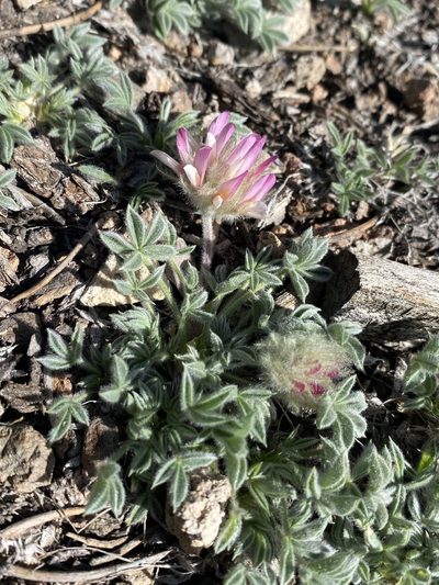Trifolium andersonii, photographed by Matt Berger